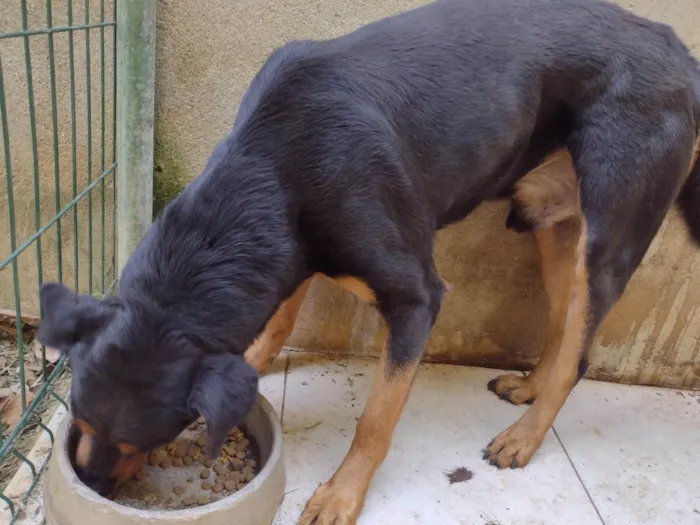 Cachorro ra a Rottweiler idade 6 ou mais anos nome Golt 