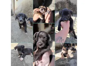 Cachorro raça SRD-ViraLata idade Abaixo de 2 meses nome Cachorrinhos 