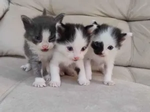 Gato raça Siamês idade Abaixo de 2 meses nome filhote