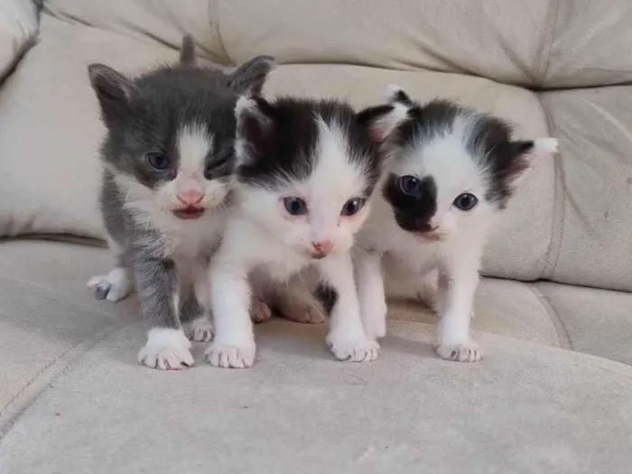 Gato ra a Siamês idade Abaixo de 2 meses nome filhote