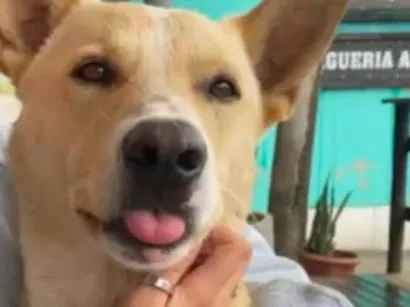 Cachorro raça SRD-ViraLata idade 1 ano nome FBI