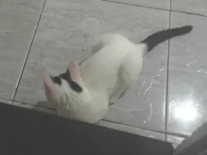 Gato raça SRD-ViraLata idade Abaixo de 2 meses nome Não tem nome ainda 