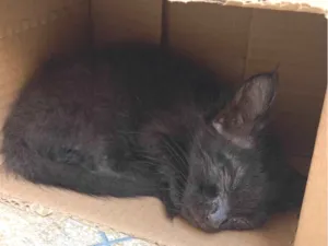 Gato raça SRD-ViraLata idade Abaixo de 2 meses nome pretinho