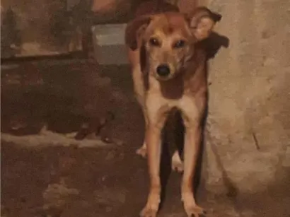 Cachorro raça SRD-ViraLata idade 1 ano nome Caramelo 