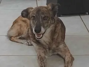 Cachorro raça SRD-ViraLata idade 6 ou mais anos nome Coruja