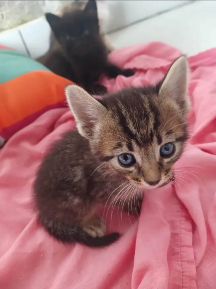 Gato ra a SRD-ViraLata idade Abaixo de 2 meses nome Bebezinhos