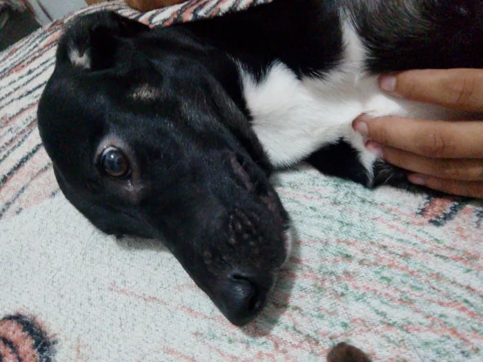 Cachorro ra a SRD-ViraLata idade 7 a 11 meses nome Ozzy Osvaldo 