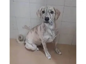 Cachorro raça SRD-ViraLata idade 2 a 6 meses nome Apolo