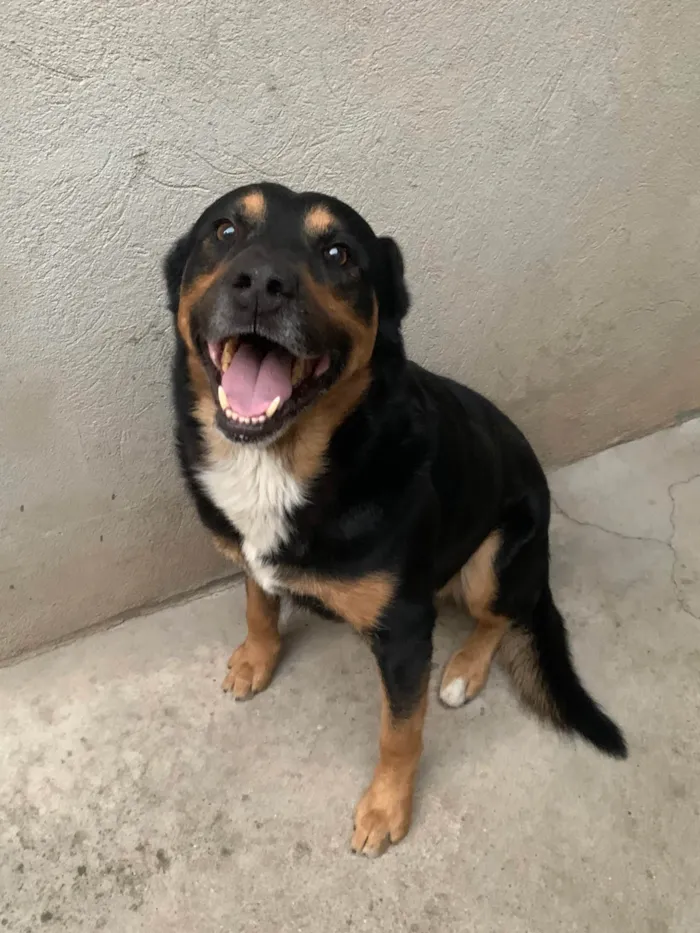 Cachorro ra a SRD-ViraLata idade 3 anos nome Thor