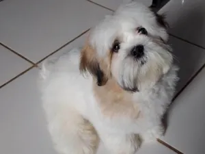 Cachorro raça Shitzu idade 7 a 11 meses nome Almôndega