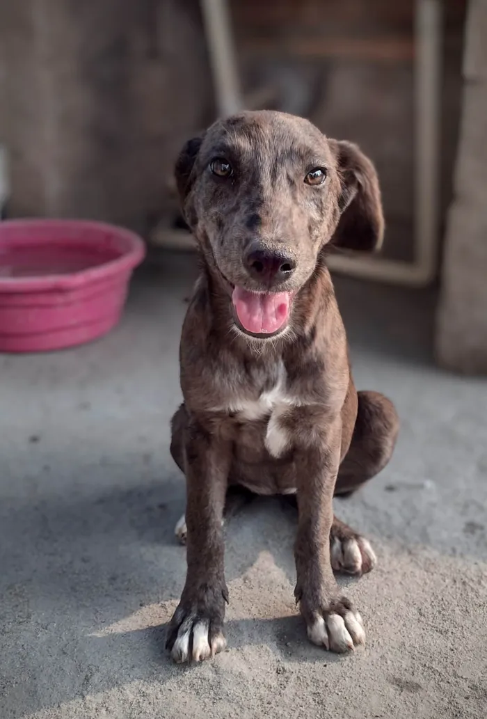 Cachorro ra a SRD-ViraLata idade 2 a 6 meses nome Lana