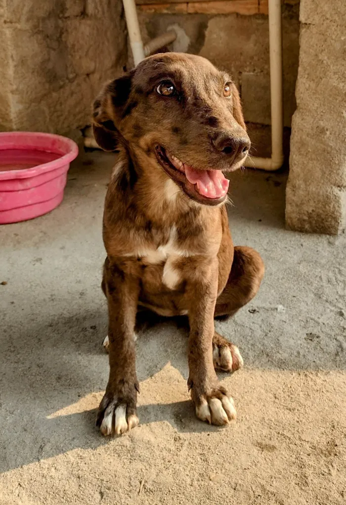 Cachorro ra a SRD-ViraLata idade 2 a 6 meses nome Lana