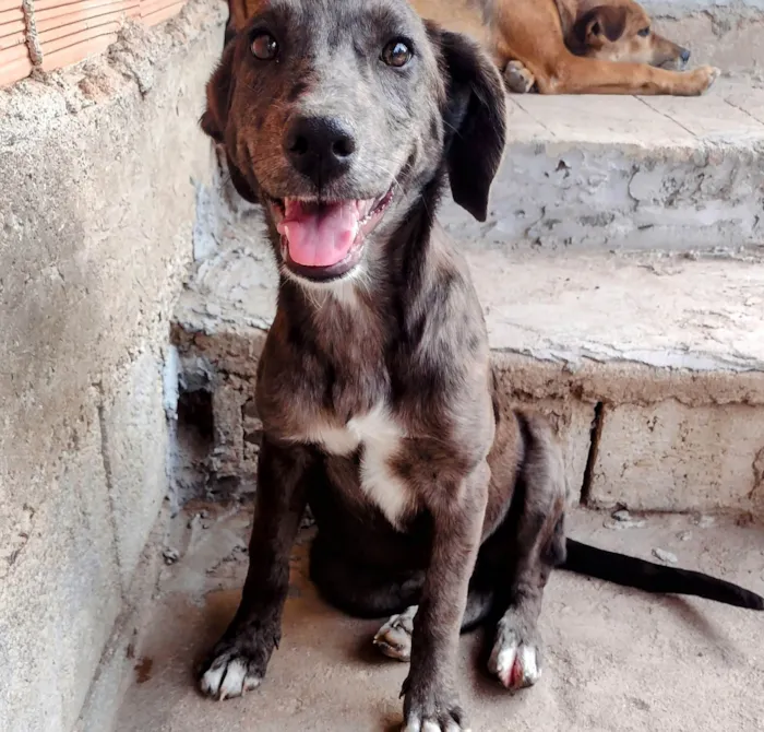 Cachorro ra a SRD-ViraLata idade 2 a 6 meses nome Lana