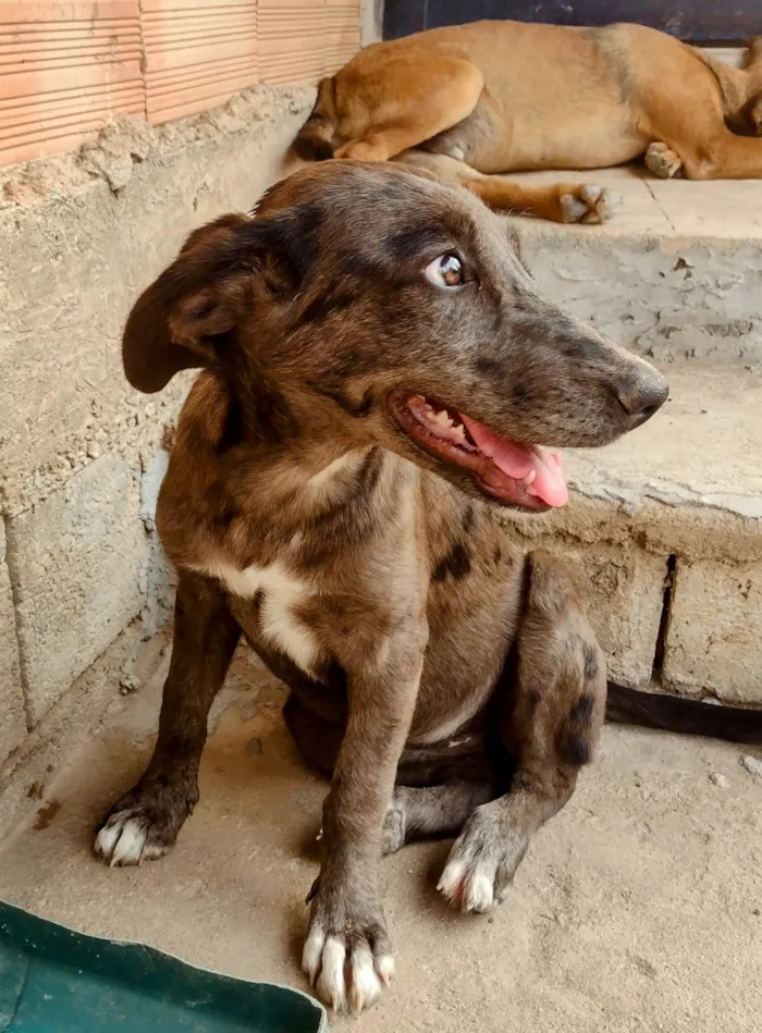 Cachorro ra a SRD-ViraLata idade 2 a 6 meses nome Lana