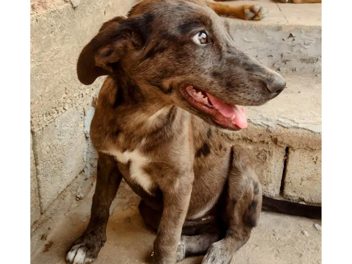 Cachorro ra a SRD-ViraLata idade 2 a 6 meses nome Lana