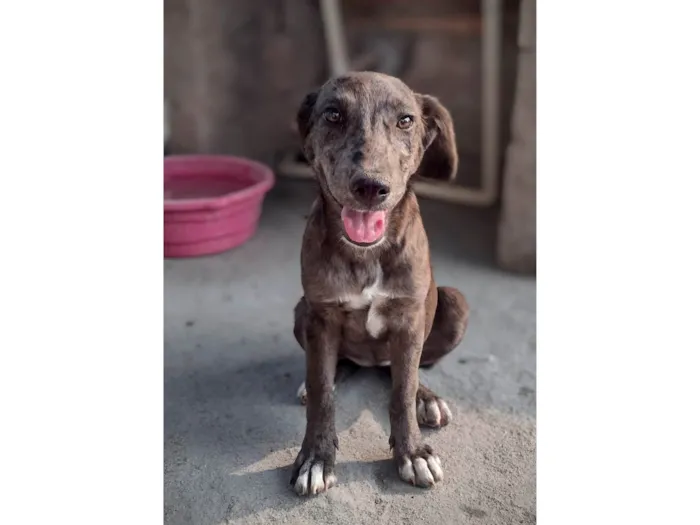 Cachorro ra a SRD-ViraLata idade 2 a 6 meses nome Lana