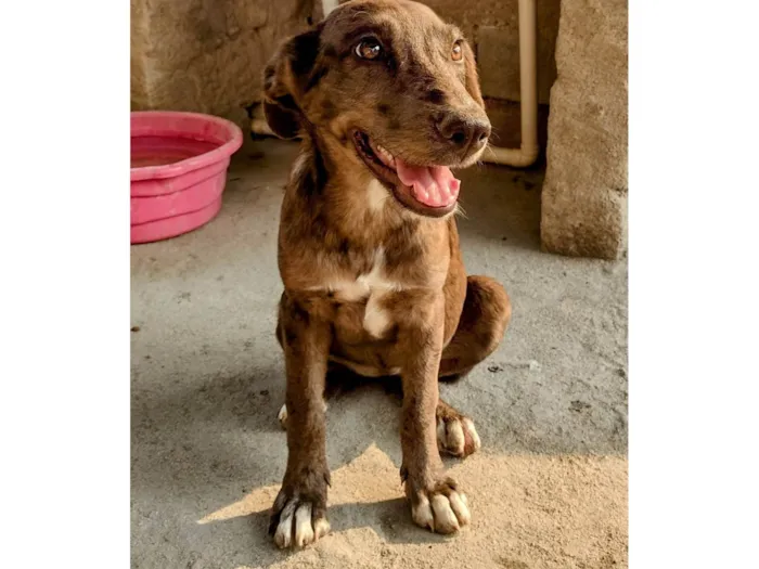 Cachorro ra a SRD-ViraLata idade 2 a 6 meses nome Lana