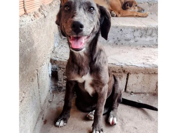 Cachorro ra a SRD-ViraLata idade 2 a 6 meses nome Lana