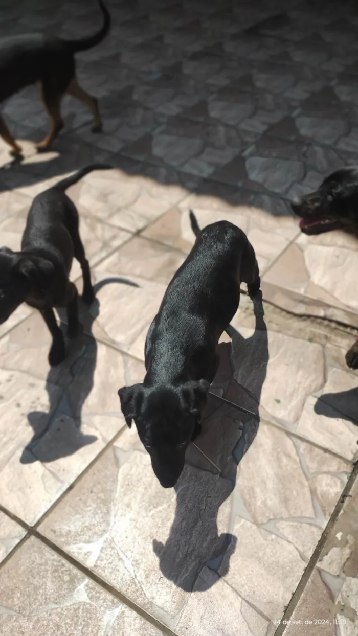 Cachorro ra a SRD-ViraLata idade 2 a 6 meses nome Bela 