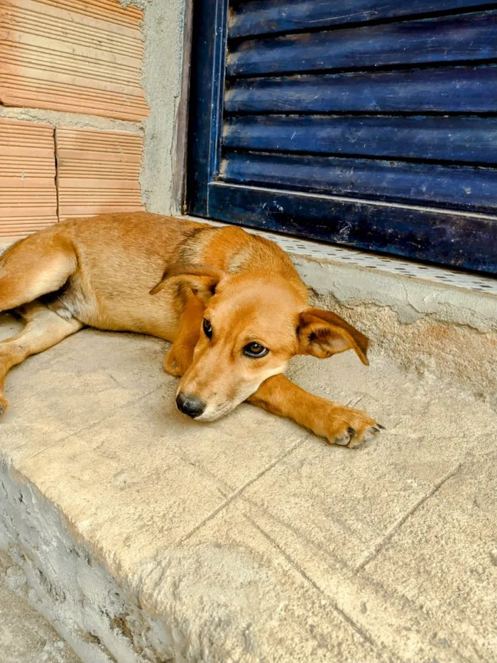 Cachorro ra a SRD-ViraLata idade 2 a 6 meses nome Alecrim 