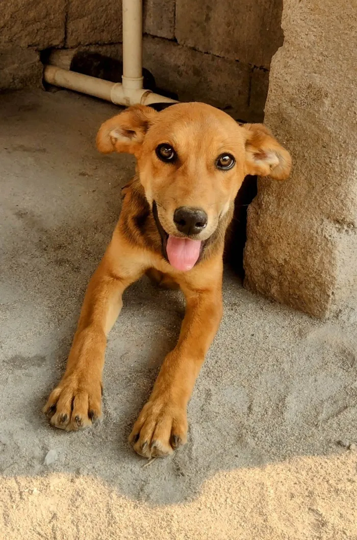 Cachorro ra a SRD-ViraLata idade 2 a 6 meses nome Alecrim 