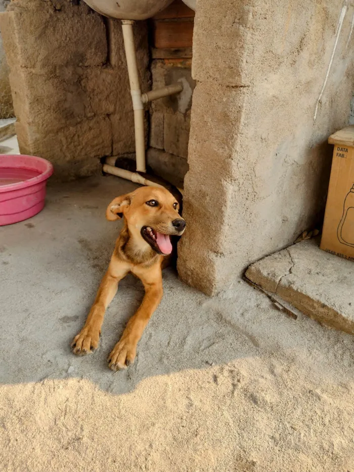 Cachorro ra a SRD-ViraLata idade 2 a 6 meses nome Alecrim 