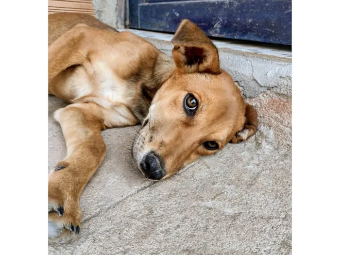 Cachorro ra a SRD-ViraLata idade 2 a 6 meses nome Alecrim 