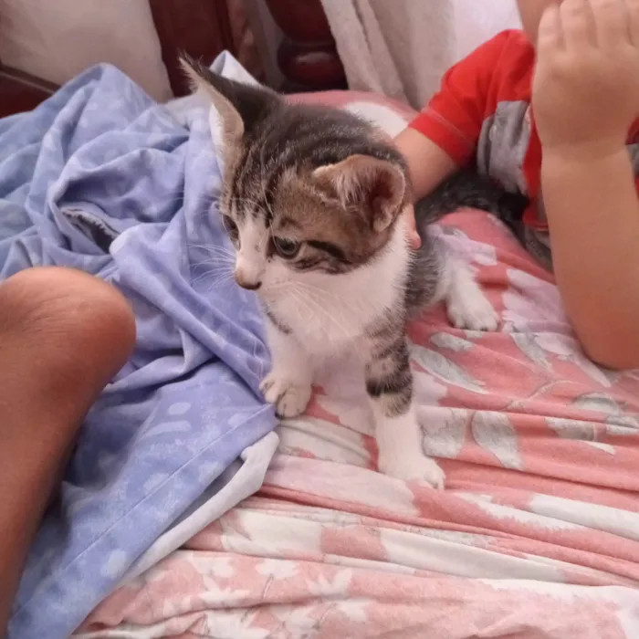 Gato ra a Exótico idade 2 a 6 meses nome Laryssa 