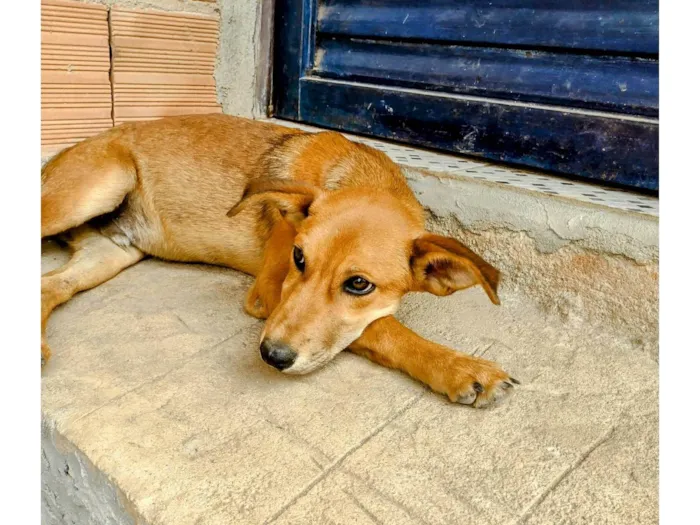 Cachorro ra a SRD-ViraLata idade 2 a 6 meses nome Alecrim 