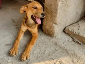 Cachorro raça SRD-ViraLata idade 2 a 6 meses nome Alecrim 