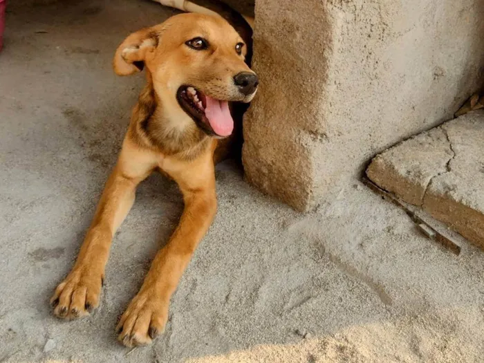 Cachorro ra a SRD-ViraLata idade 2 a 6 meses nome Alecrim 