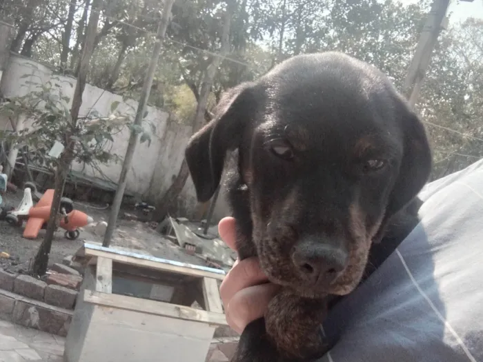 Cachorro ra a SRD-ViraLata idade 2 a 6 meses nome Urso