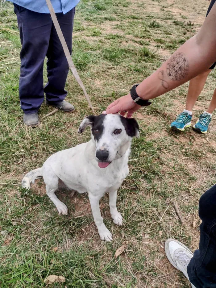 Cachorro ra a SRD-ViraLata idade 4 anos nome Pirata