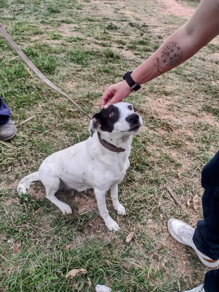 Cachorro ra a SRD-ViraLata idade 4 anos nome Pirata