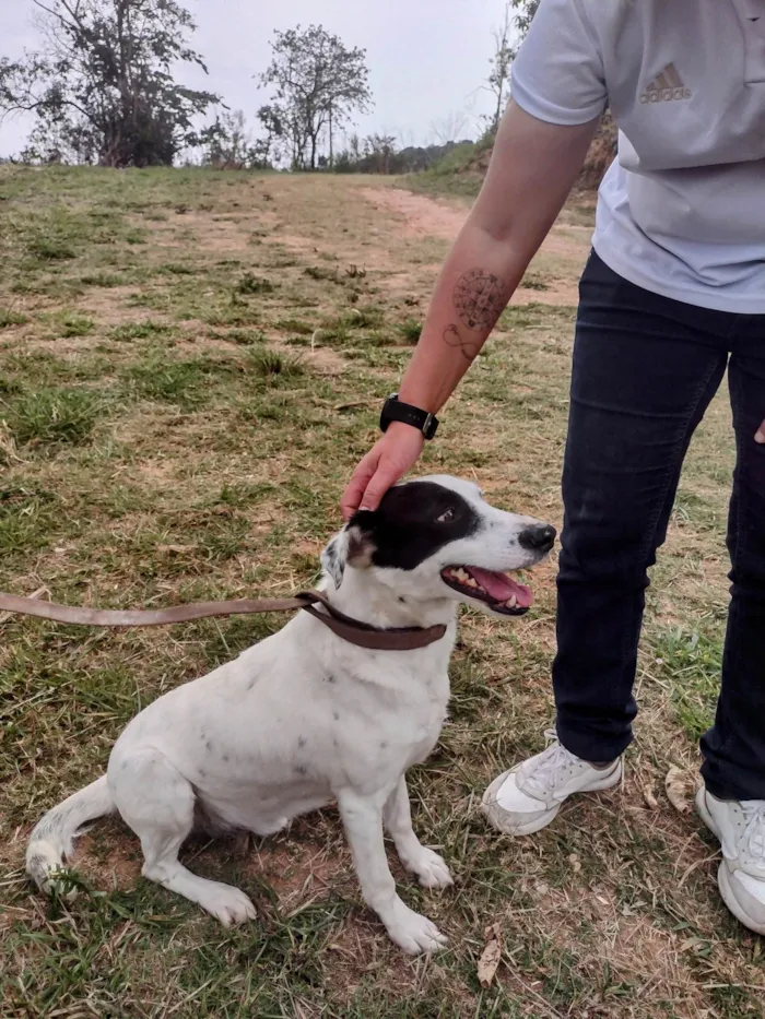 Cachorro ra a SRD-ViraLata idade 4 anos nome Pirata