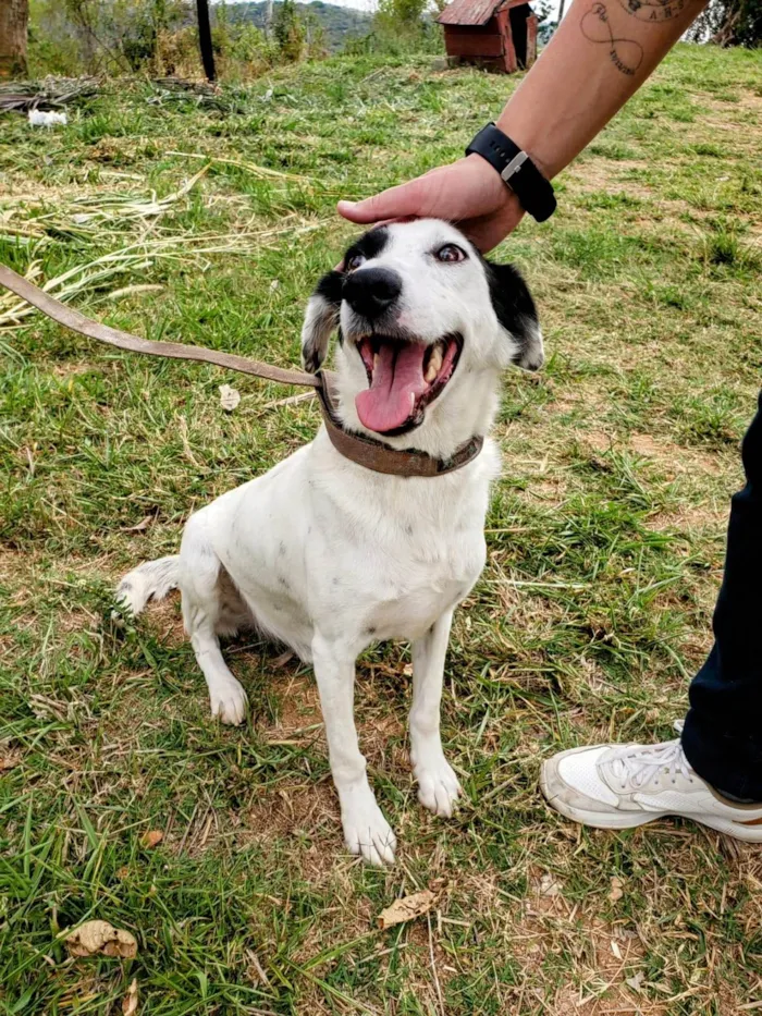 Cachorro ra a SRD-ViraLata idade 4 anos nome Pirata