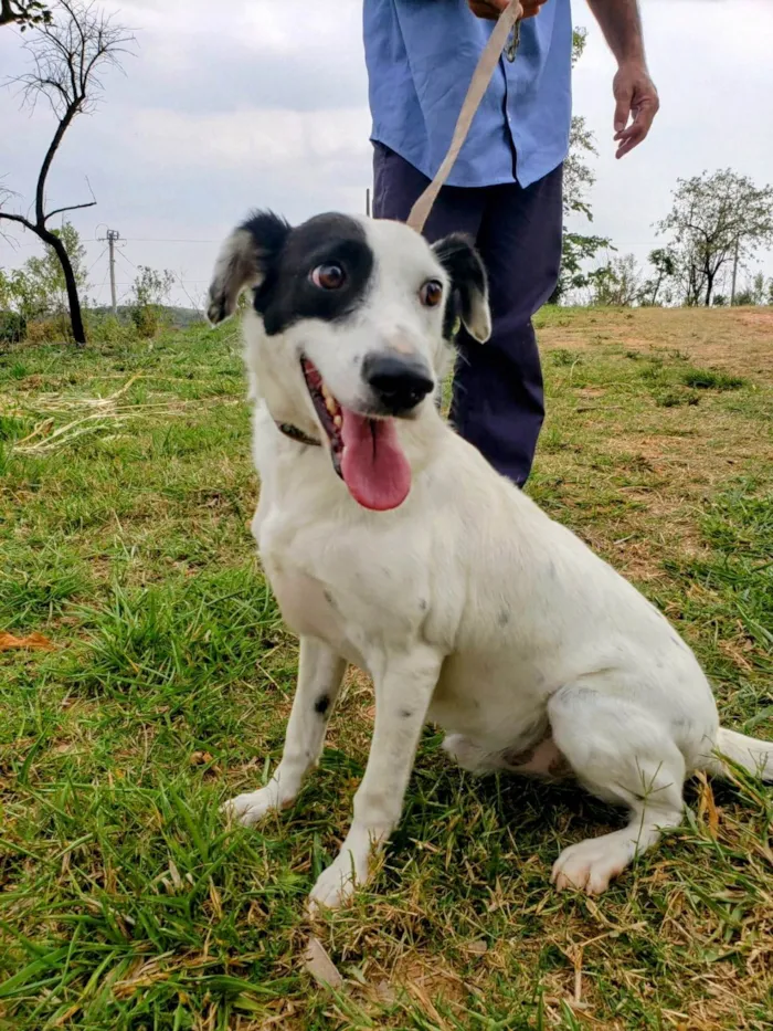 Cachorro ra a SRD-ViraLata idade 4 anos nome Pirata