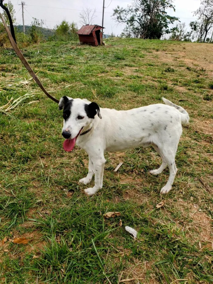 Cachorro ra a SRD-ViraLata idade 4 anos nome Pirata