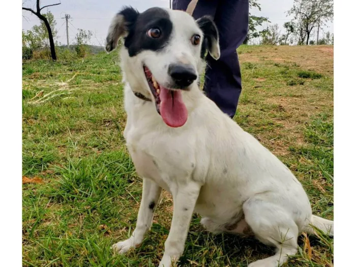 Cachorro ra a SRD-ViraLata idade 4 anos nome Pirata