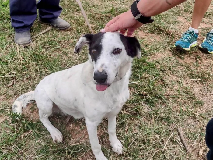 Cachorro ra a SRD-ViraLata idade 4 anos nome Pirata