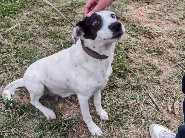 Cachorro ra a SRD-ViraLata idade 4 anos nome Pirata