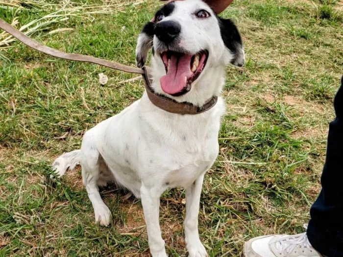 Cachorro ra a SRD-ViraLata idade 4 anos nome Pirata