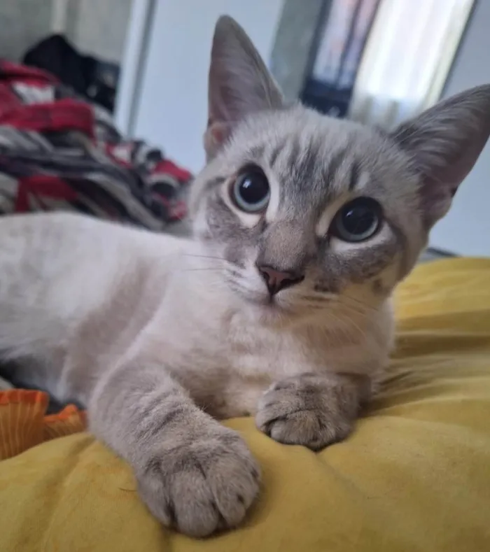 Gato ra a SRD-ViraLata idade 7 a 11 meses nome Brisa