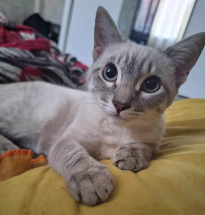 Gato ra a SRD-ViraLata idade 7 a 11 meses nome Brisa