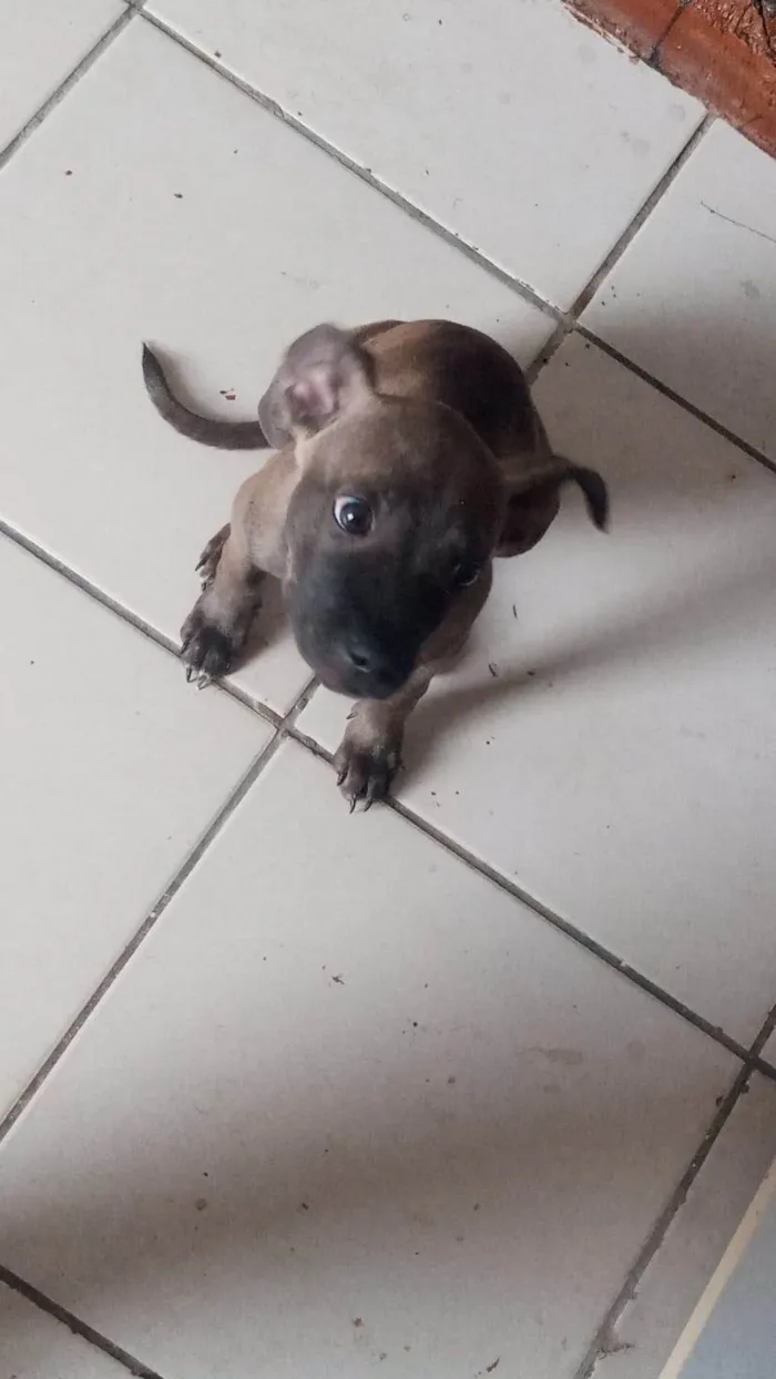 Cachorro ra a Pit-Bull idade 2 a 6 meses nome Neguinha