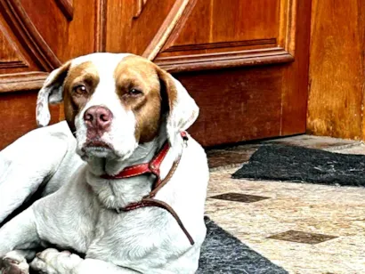 Cachorro raça Boxer idade 1 ano nome bethoven