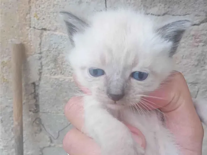 Gato ra a SRD-ViraLata idade Abaixo de 2 meses nome Sem Nome