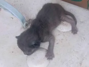 Gato raça SRD-ViraLata idade Abaixo de 2 meses nome Pretinho