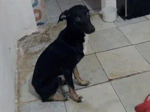 Cachorro raça SRD-ViraLata idade 7 a 11 meses nome Ozzy Osvaldo 