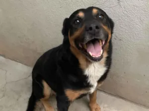 Cachorro raça SRD-ViraLata idade 3 anos nome Thor